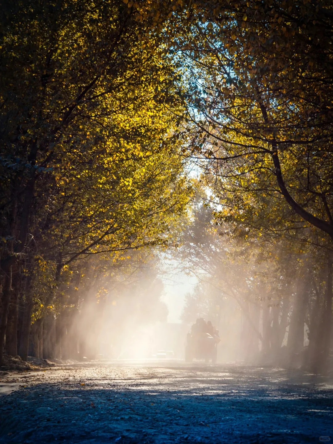 新都桥秋景太绝了❗️拍照党的打卡圣地📸_3_甘孜文旅